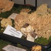 img_1717_000.jpg