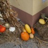 img_4909_000.jpg