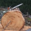 stihl.jpg