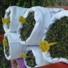 svibno_20100048_1.jpg
