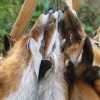 svibno_20100049_1.jpg