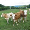 artice_20100052.jpg