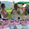 svibno_20100046.jpg