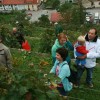 grajska_trgatev_sevnica_2010_in_otvoritev_grajske_vinoteke041.jpg