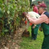 grajska_trgatev_sevnica_2010_in_otvoritev_grajske_vinoteke042.jpg