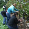 grajska_trgatev_sevnica_2010_in_otvoritev_grajske_vinoteke055.jpg