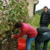 grajska_trgatev_sevnica_2010_in_otvoritev_grajske_vinoteke044.jpg