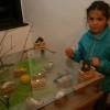 sevniska_voscenka_na_dunajskem_in_anglespkem_dvoru095.jpg