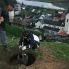 sevniska_voscenka_na_dunajskem_in_anglespkem_dvoru016.jpg