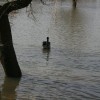 poplave00034.jpg