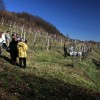 vincekovo_2011_66.jpg