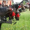img_6896_000.jpg
