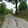 hrast_11.jpg