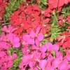 img_8437.jpg
