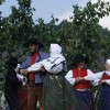 karneval_sevnica_2011_161.jpg