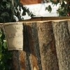 karneval_sevnica_2011_224.jpg