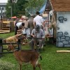 karneval_sevnica_2011_004.jpg
