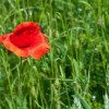img_9556.jpg