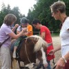 ciciveselica_2011061.jpg