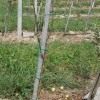 bizeljsko_po_to__i_2011_37.jpg