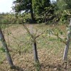 bizeljsko_po_to__i_2011_84.jpg