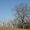 bizeljsko_po_to__i_2011_11.jpg