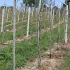 bizeljsko_po_to__i_2011_39.jpg