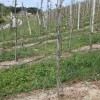 bizeljsko_po_to__i_2011_40.jpg