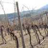 bizeljsko_po_to__i_2011_117.jpg