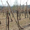 bizeljsko_po_to__i_2011_120.jpg