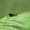 img_1142color.jpg