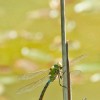 img_1584.jpg