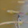 img_1167.jpg
