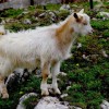 durmitor_2011_06_6_1.jpg