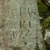 vinko_kukman_02_ranjena_bukev_radenci__ob_kolpi.jpg