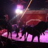 cirkus_031.jpg