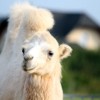 cirkus_010.jpg