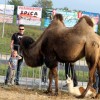 cirkus_028.jpg