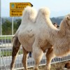 cirkus_011.jpg