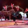cirkus_061.jpg