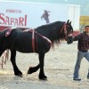cirkus_012.jpg
