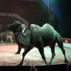 cirkus_048.jpg