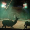 cirkus_047.jpg
