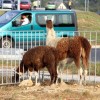 cirkus_027.jpg