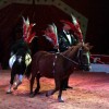 cirkus_058.jpg