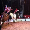 cirkus_057.jpg