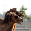 cirkus_018.jpg