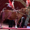 cirkus_060.jpg