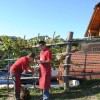prva_trgatev_v_cvickovem_hramu_034.jpg