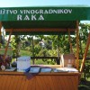 prva_trgatev_v_cvickovem_hramu_006.jpg